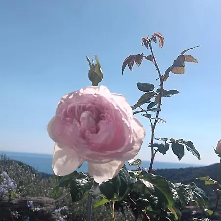 Tramonti E Mare, Vista Mare Giardino, La Casa Che In Ogni Stagione Si Trasforma! Apartamento *