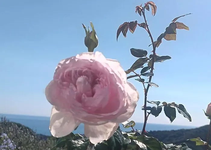 Tramonti E Mare, Vista Mare Giardino, La Casa Che In Ogni Stagione Si Trasforma! Апартаменты *